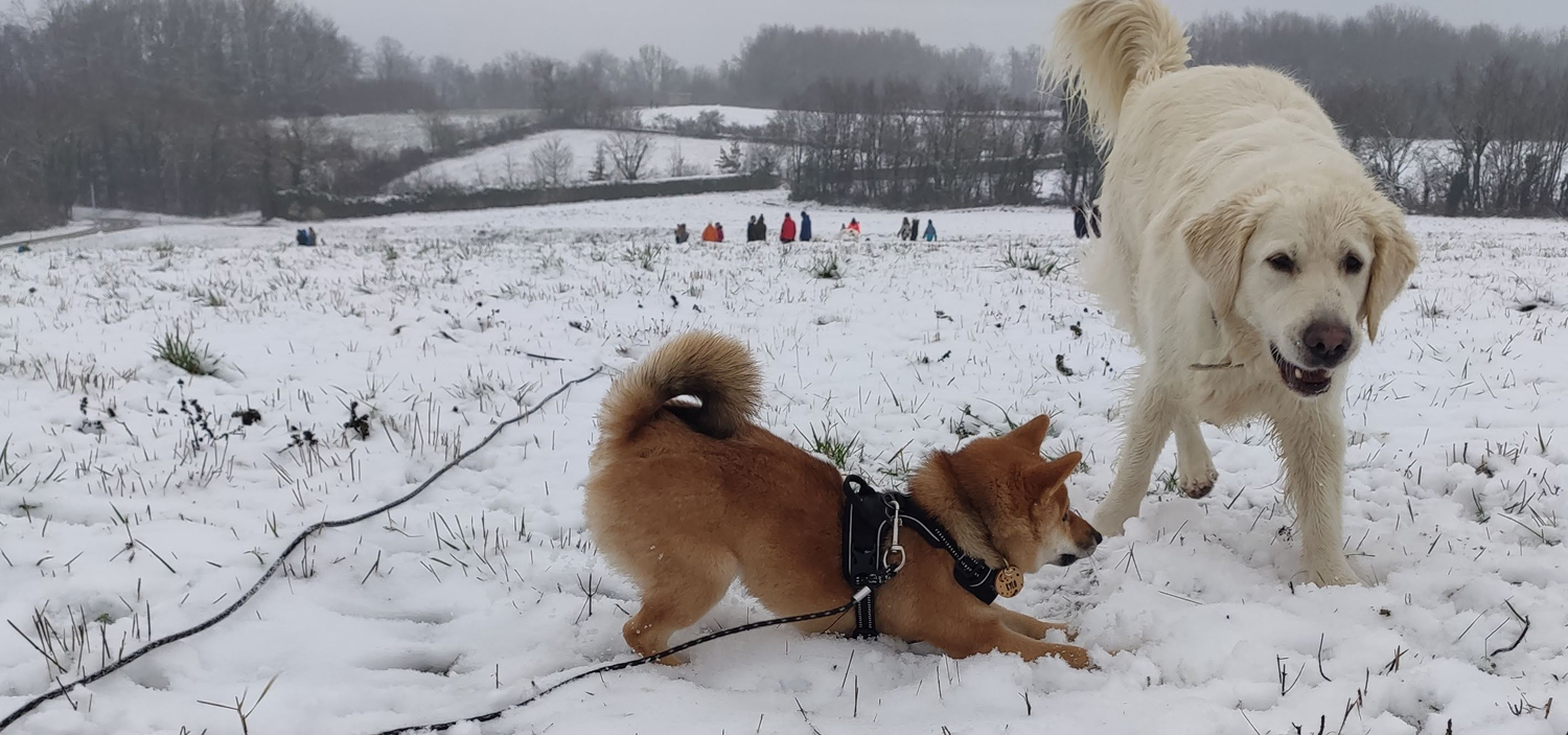 socialiser un chien adulte.jpg